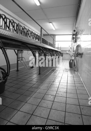 Sala di mungitura per pecore e capre in un allevamento di ovini in fattoria Foto Stock