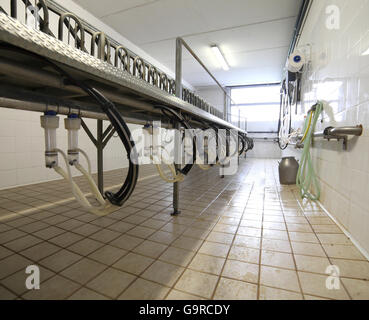 Sala di mungitura per pecore e capre in un allevamento di ovini in moderna azienda agricola Foto Stock