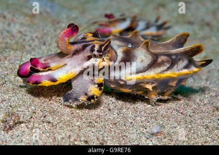 Pfeffer Il Flamboyant Seppie / (Metasepia pfefferi) Foto Stock