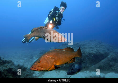 Subacqueo e Dusky cernie, isole Lavezzi, Francia / (Epinephelus marginatus) Foto Stock