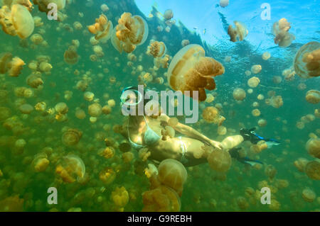 Snorkeler nel lago di Medusa, Palau, Micronesia / (Mastigias papua) Foto Stock