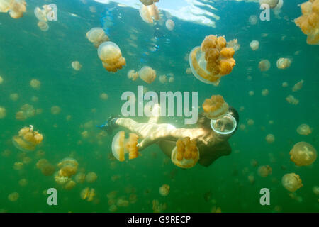 Snorkeler nel lago di Medusa, Palau, Micronesia / (Mastigias papua) Foto Stock