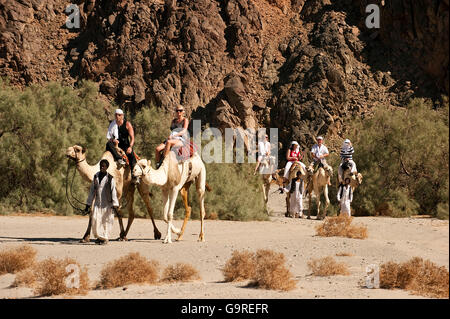 Bedouin portando i turisti su dromedari, Egitto / (Camelus dromedarius) / One-humped cammello Foto Stock