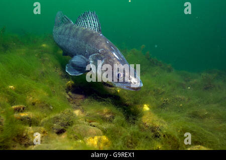 Unione Pike-Perch / (Stizostedion lucioperca, Sander lucioperca) / / Perch-Pike, Pike-Perch, Pikeperch, Zander Foto Stock