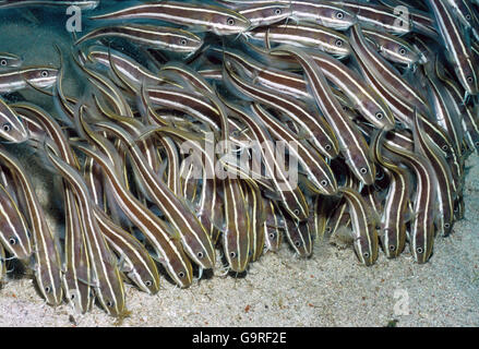 Anguilla striato Pesce Gatto, Tailandia / (Plotosus lineatus) Foto Stock