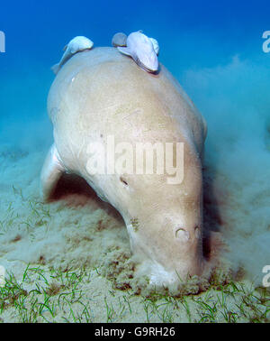 Dugongo mare mangiare erba, Mar Rosso, Abu Dabab, Marsa Egla, Marsa Alam, Egitto / (dugongo dugongo) Foto Stock