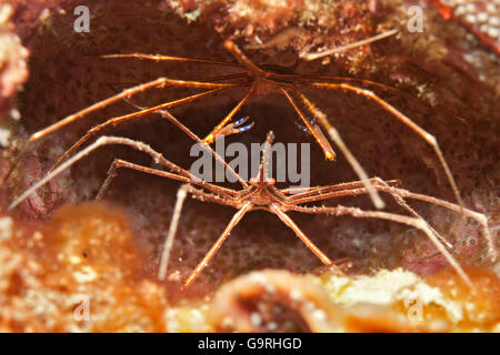 Linea gialla freccia granchi, Bahamas / (Stenorhynchus seticornis) Foto Stock