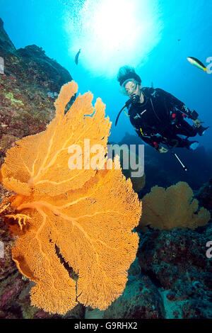 Subacqueo e gigantesco mare fan, Mauritius, Africa, Oceano Indiano / (Annella mollis) Foto Stock