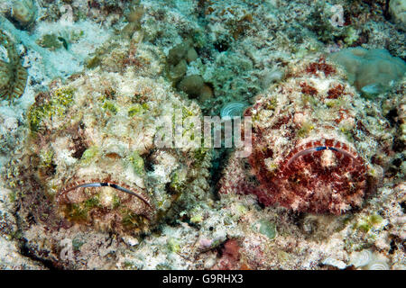 Pesci pietra, Mauritius, Africa, Oceano Indiano / (Synanceia verrucosa) Foto Stock