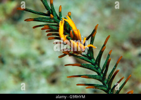 Gamberetti commensali in Featherstar, Cabilao islans, Phippinwes, Asia / (Allogalathea elegans) Foto Stock