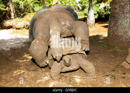 Tartaruga gigante di Aldabra, Mauritius, Africa, Oceano Indiano / (Aldabrachelys gigantea) Foto Stock