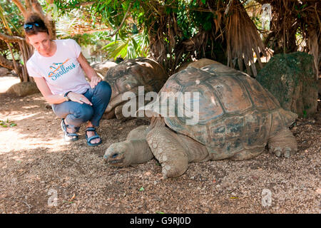 Tartaruga gigante di Aldabra, accoppiamento, Maurizio, Africa, Oceano Indiano / (Aldabrachelys gigantea) Foto Stock