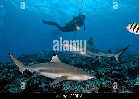 Subacqueo con Reefshark Blacktip, Yap, Micronesia, pacifico occidentale / ((Carcharhinus melanopterus) Foto Stock