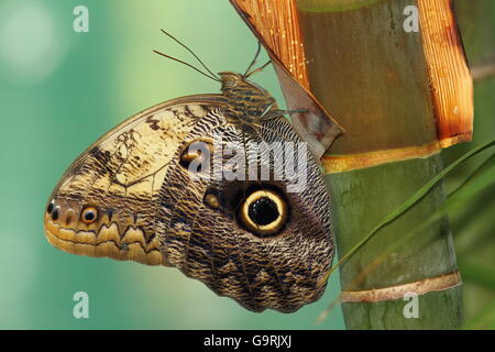 Foresta gigante farfalla civetta ( Caligo eurilochus ) , macro shot Foto Stock