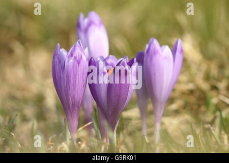 Fiori Selvatici, molla di crochi viola sul prato di montagna ( Crocus sativus ) Foto Stock