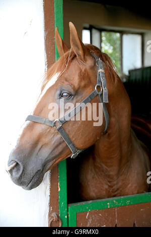 Anglo-arabian delle corse ippiche guardando altri cavalli fuori della stalla Foto Stock