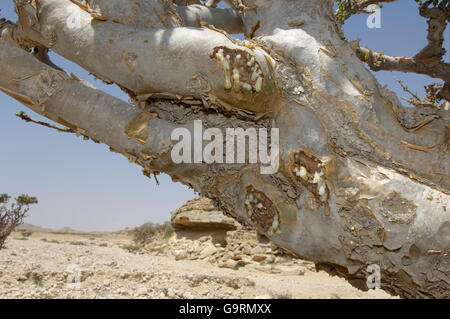 Incenso Tree, Oman, Penisola Arabica, Asia / (Boswellia carterii) Foto Stock