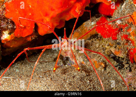 Freccia yellowline granchio (Stenorhynchus seticornis) Foto Stock