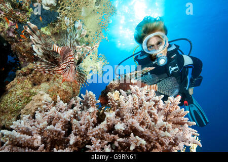 Subacqueo e Leone al Coral Reef, Mar Rosso, Egitto, Africa (Pterois miglia) Foto Stock
