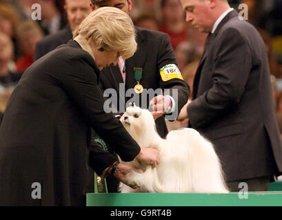 Crufts Foto Stock