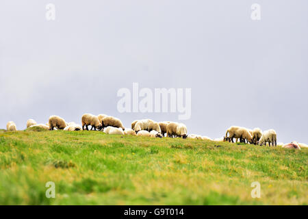 Pecore al pascolo in alta montagna sul pascolo alpino Foto Stock