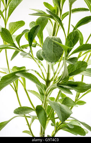 La Stevia rebaudiana plant - dolcificante alternativo herb Foto Stock