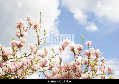 Magnolia blossom di fronte blu e nuvoloso cielo a molla Foto Stock