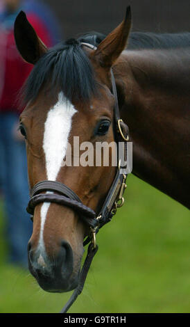 Sander Camillo pascola alle scuderie Jeremy Noseda, Newmarket, Suffolk. Foto Stock