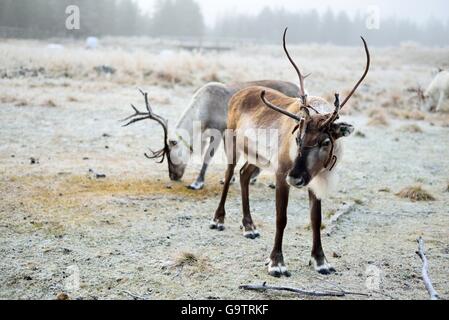 Un paio di renne di pascoli e di mangiare moss in Lapponia finlandese. Foto Stock