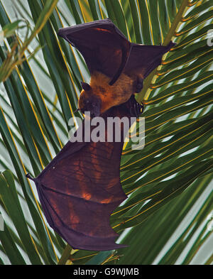 Flying Fox, Pteropus hypomelanus, pendenti da Palm tree in Maldive Foto Stock