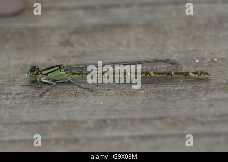 Femmina blu comune damselfly (Enallagma cyathigerum) nel Surrey, Inghilterra Foto Stock