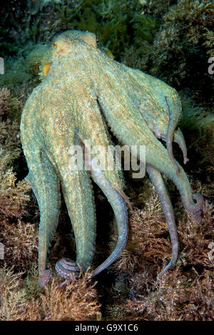Polpo, mediterraneo, Ibiza, Spagna / (Octopus vulgaris) Foto Stock