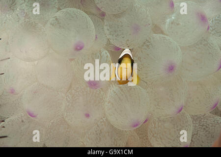 False Clown Anemonefish, Indonesia Asia / (Amphiprion ocellaris) Foto Stock