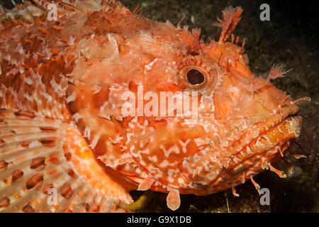 Scorfani, mediteranean / (Scorpaena scrofa) Foto Stock