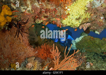 Subacqueo con softcoral, hardcoral, featherstar e anthias, Molukkes, Indonesia, Asia Pacific / (Cenometra bella), (Pseudanthias squamipinnis) Foto Stock