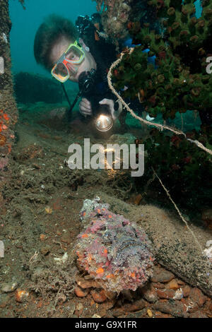 Scuba Diver e pesci pietra, Molukkes, Indonesia, Asia Pacific / (Synanceia verrucosa) Foto Stock