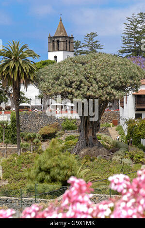Drago Milenario a Icod de los Vinos, Tenerife Spagna Isole Canarie Europa / Icod de los Vinos Foto Stock