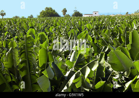 Banana nana, dwarf cavendish, banana delle Isole Canarie Spagna Isole Canarie Europa / (Musa acuminata) Foto Stock