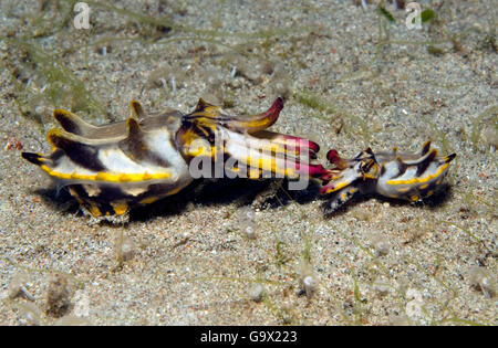 Flamboyant seppia, accoppiamento, Sabang Beach, Mindoro, Filippine, Asia / (Metasepia pfefferi) Foto Stock