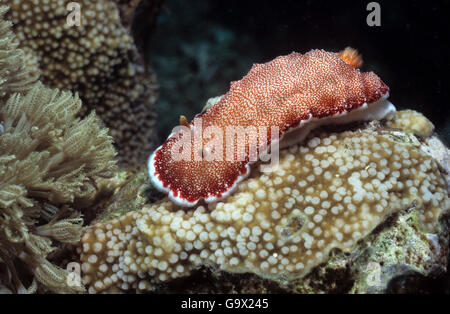 Sea slug, ermafroditi, Molukkes, Indonesia, Asia Pacific / (Chromodoris reticulata) Foto Stock