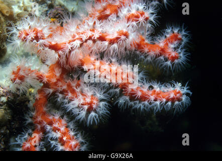Prezioso corallo rosso corallo, Sardegna, Italia, Europa, Mar Mediterraneo / (Corallium rubrum) Foto Stock