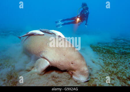 Subacqueo e dugongo, Abu Dabab, a Marsa Alam, Egitto, Africa, Mar Rosso / (dugongo dugongo) Foto Stock