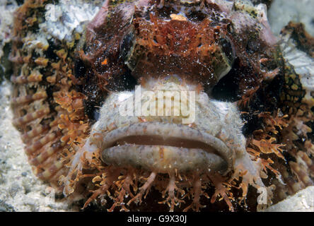 Dragonhead barbuto, Maldive, Asia, Oceano Indiano / (Scorpaenopsis barbatus) Foto Stock