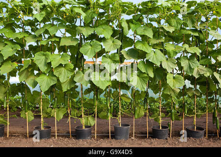 Una fila di sano cetriolo organico piante che crescono in un poli-tunnel in estate. Foto Stock