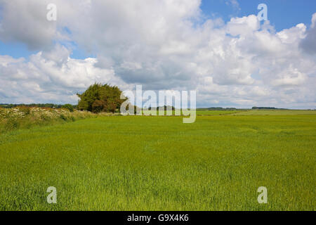 Un campo di orzo di maturazione nei pressi di un piccolo bosco ceduo nel Yorkshire wolds sotto un azzurro cielo molto nuvoloso in estate. Foto Stock