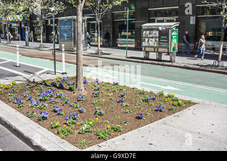 La piantagione tasca nella striscia mediana tra la pista ciclabile e vetture con il giovane albero & appena piantato pansies blu sulla splendida giornata di primavera Foto Stock