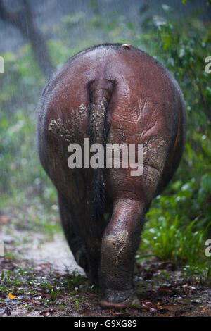 Close up di Rinoceronte di Sumatra (Dicerorhinus sumatrensis) vista posteriore della femmina, parte di un programma di allevamento, modo Kambas National Park, Sumatra, Indonesia. Foto Stock