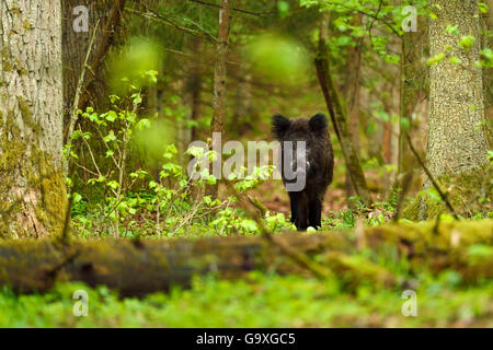 Il cinghiale (Sus scrofa) nella vecchia boschi misti di conifere e latifoglie foresta, Punia riserva forestale, Lituania, maggio. Foto Stock