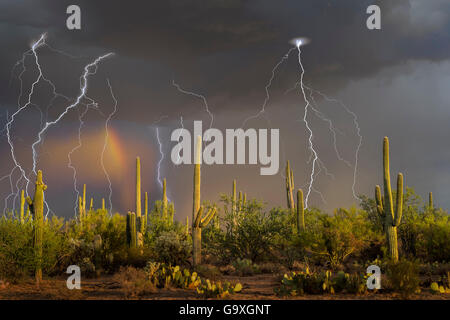 I temporali con rainbow su cactus Saguaro (Carnegiea gigantea) vicino Redrock, Arizona State fiducia, Deserto Sonoran, Arizona. Settembre 2015. Esposizione a lungo con i fulmini trigger. Foto Stock