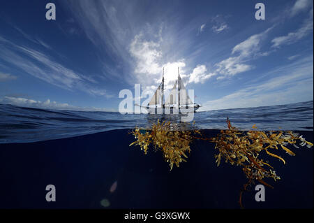 Sargasso infestante (Sargassum fluitans) e Corwith Cramer, un 134-piede brigantino in acciaio, a livello diviso vista mare Sargasso, Bermuda, aprile 2014. Foto Stock